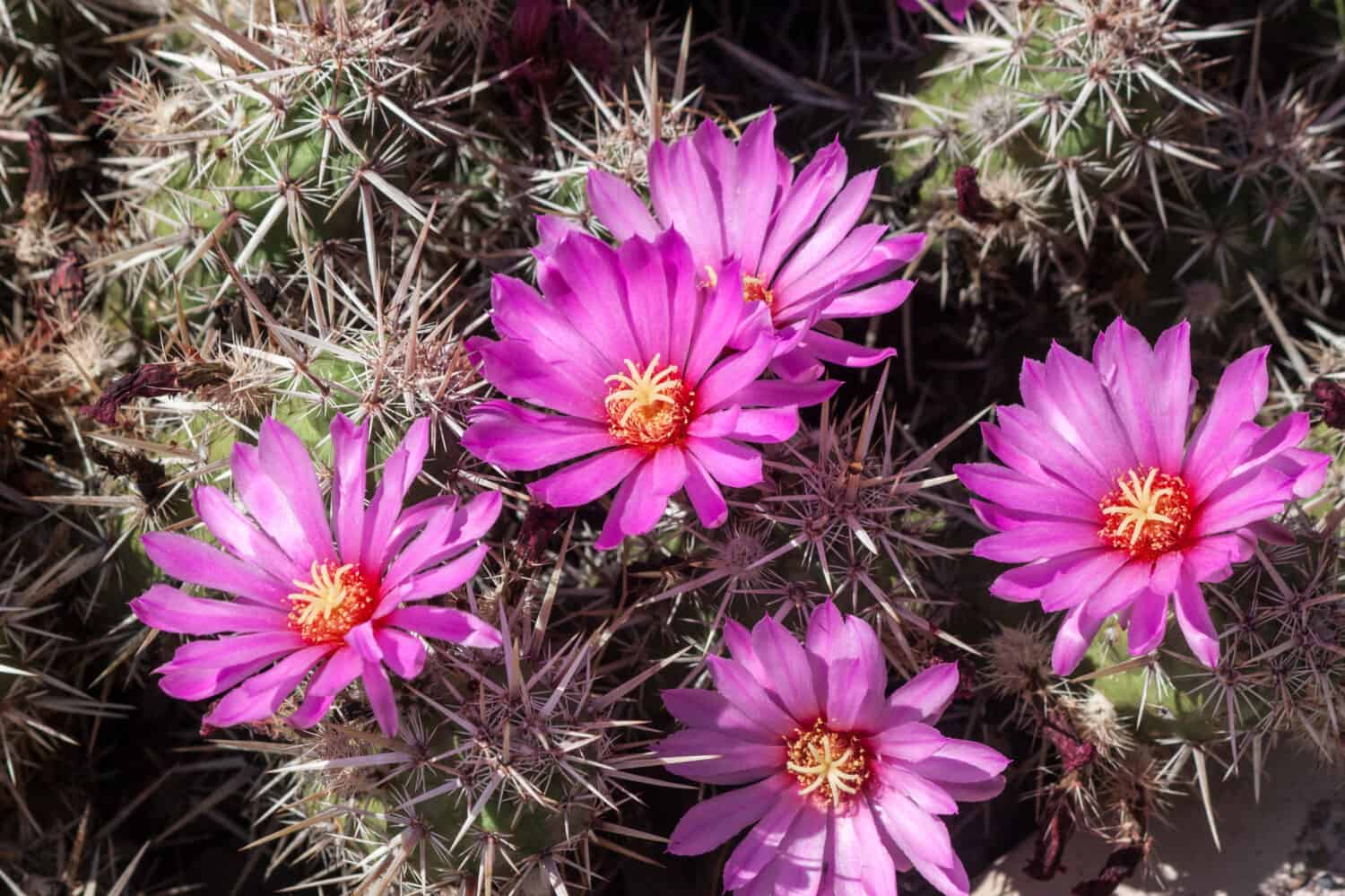 Strawberry Hedgehog Cactus che mostra fiori rosa e aghi affilati.