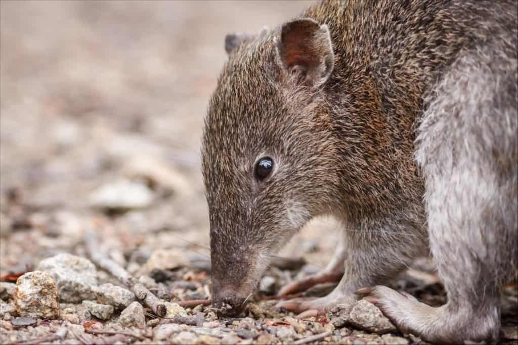 Southern Brown Bandicoot primo piano della testa a livello del suolo durante l'alimentazione a terra