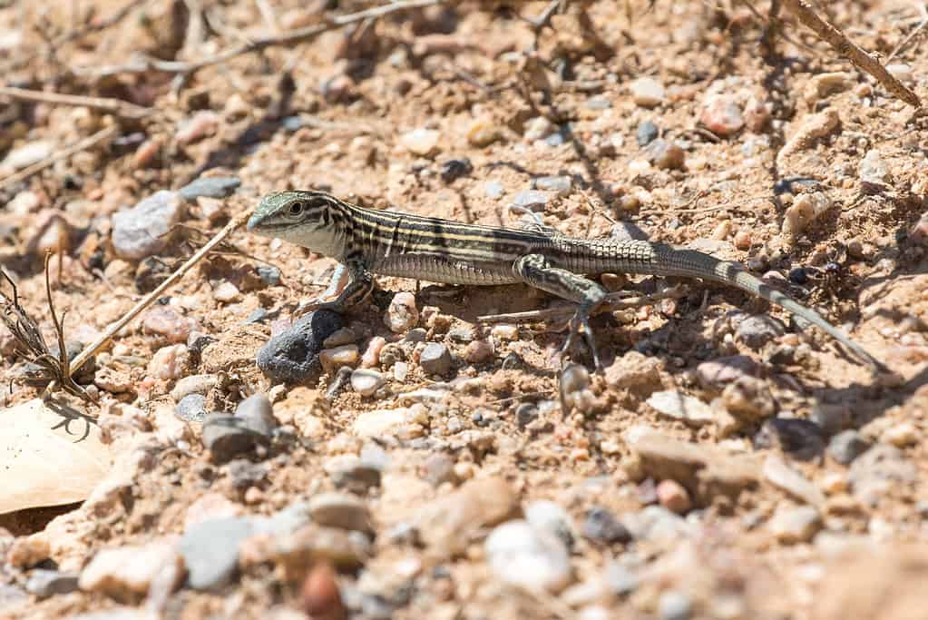 Il Whiptail del New Mexico (Cnemidophorus neomexicanus)