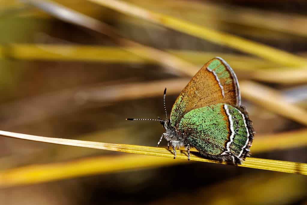 Farfalla Sandia hairstreak (Callophrys mcfarlandi)