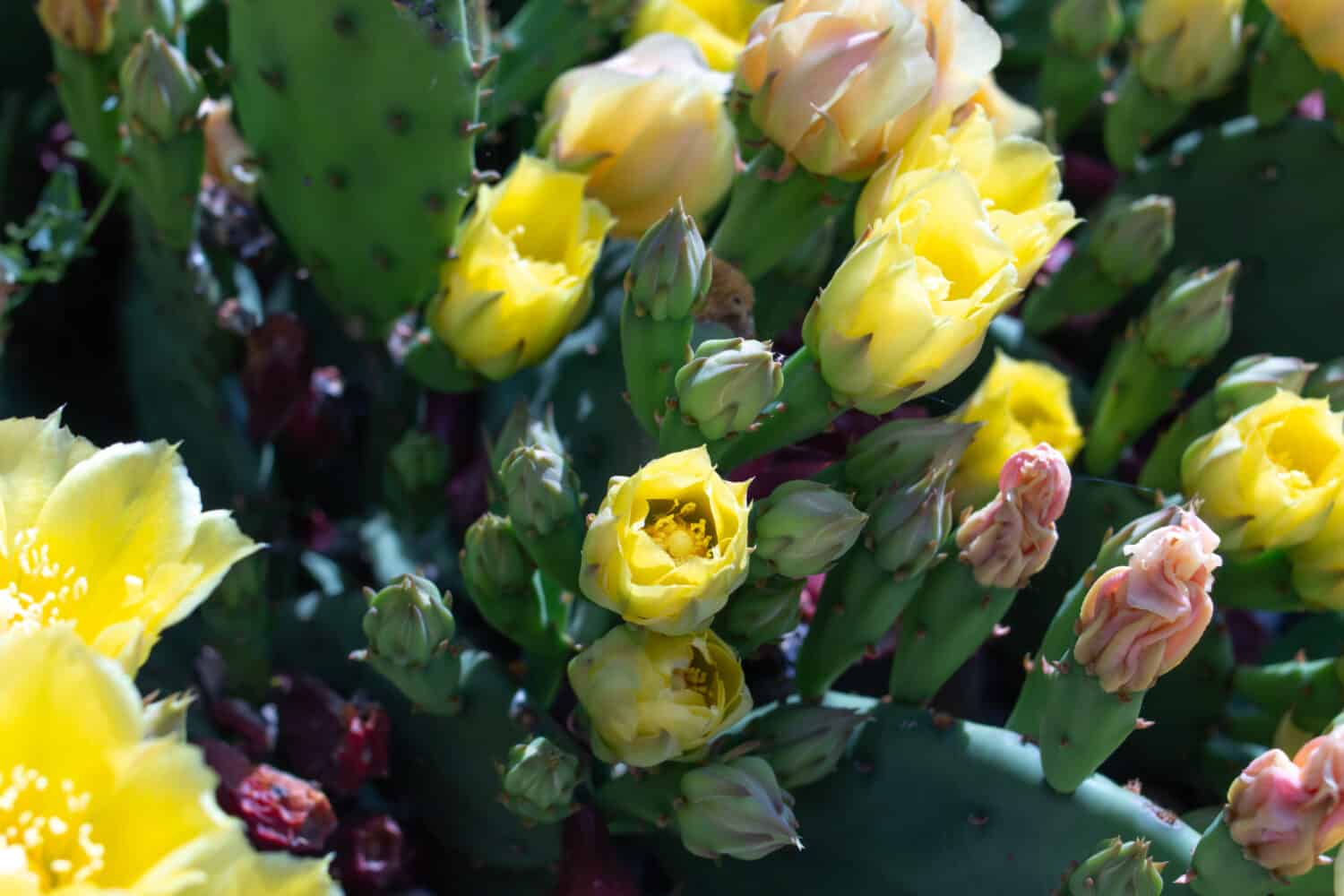 Fiori gialli che iniziano a fiorire su un fico d'india cactus nel sud-ovest, Ontario, Canada in un giardino domestico. Girato al tramonto nella luce sbiadita. Tempo di primavera, fiori che sbocciano, Opuntia Humifusa acerbo
