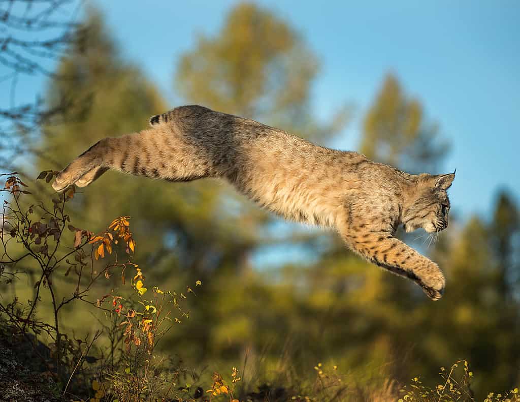 Gatto selvatico che salta da una roccia all'altra attraverso la foresta