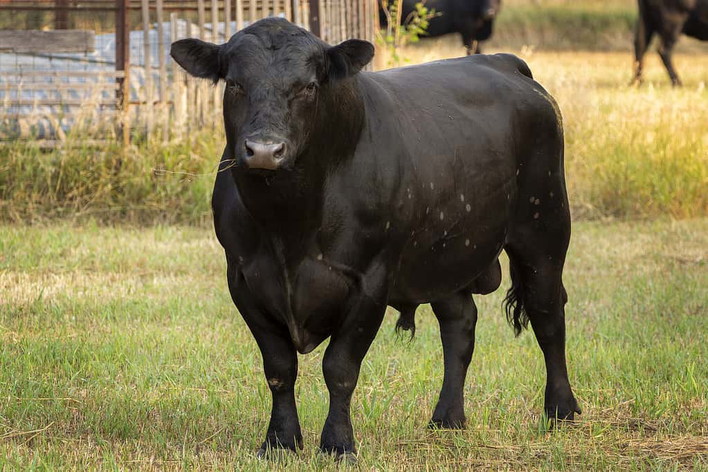 Black Angus Bull in piedi al pascolo