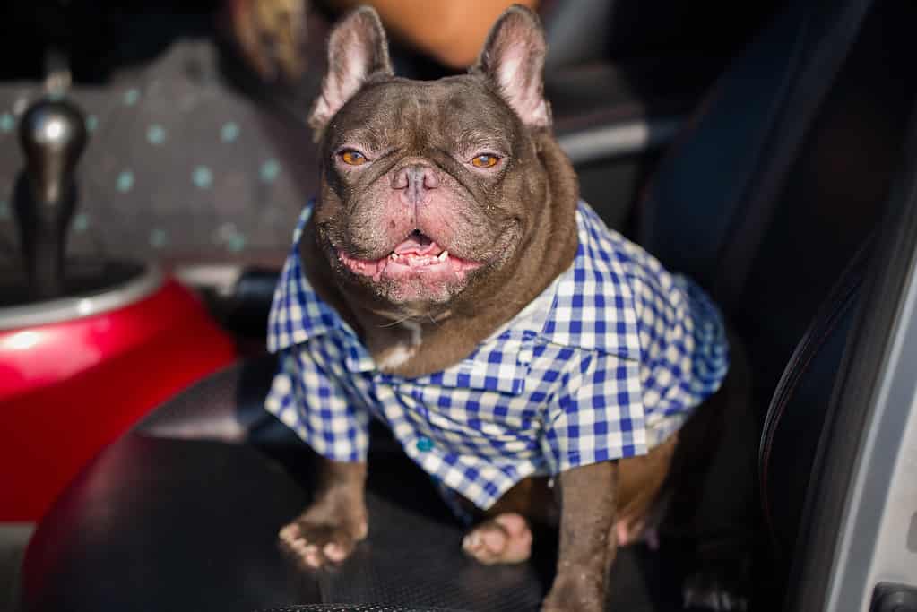 bulldog francese al cioccolato