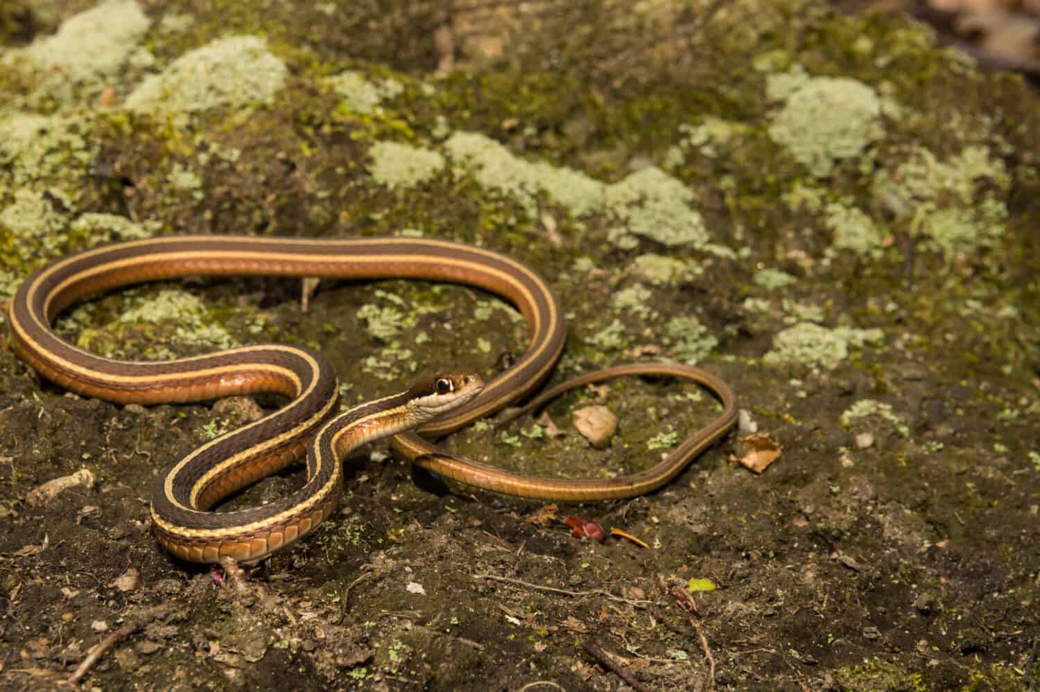 Serpente a nastro orientale (Thamnophis saurita saurita)