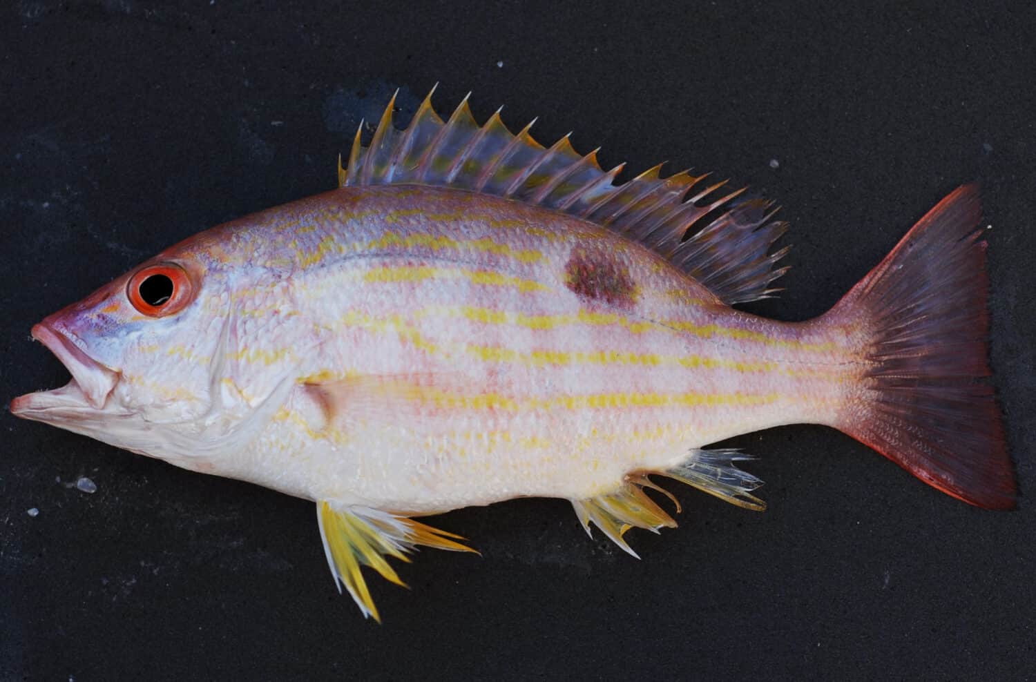 Dentice di corsia (Lutjanus synagris) . Golfo del Messico.