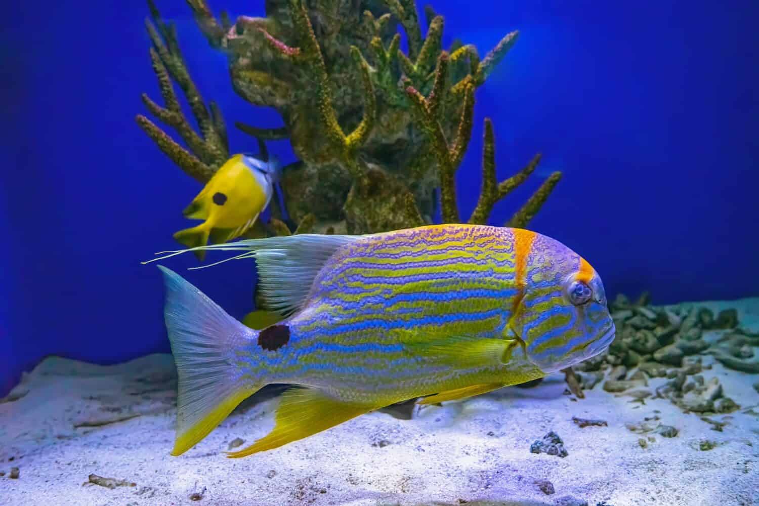 Lo snapper Sailfin Symphorichthys spilurus pesce d'orata foderato di blu nuota sott'acqua nella piscina dell'acquario con la barriera corallina. Sott'acqua, vita selvaggia, animale acquatico