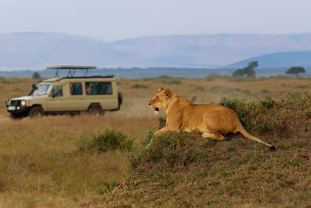 Safari del leone