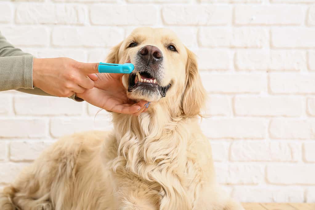 Golden retriever lavarsi i denti