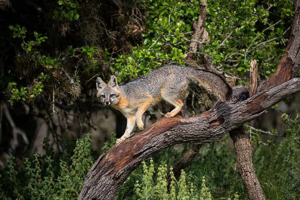 Le volpi grigie sono eccellenti arrampicatori sugli alberi