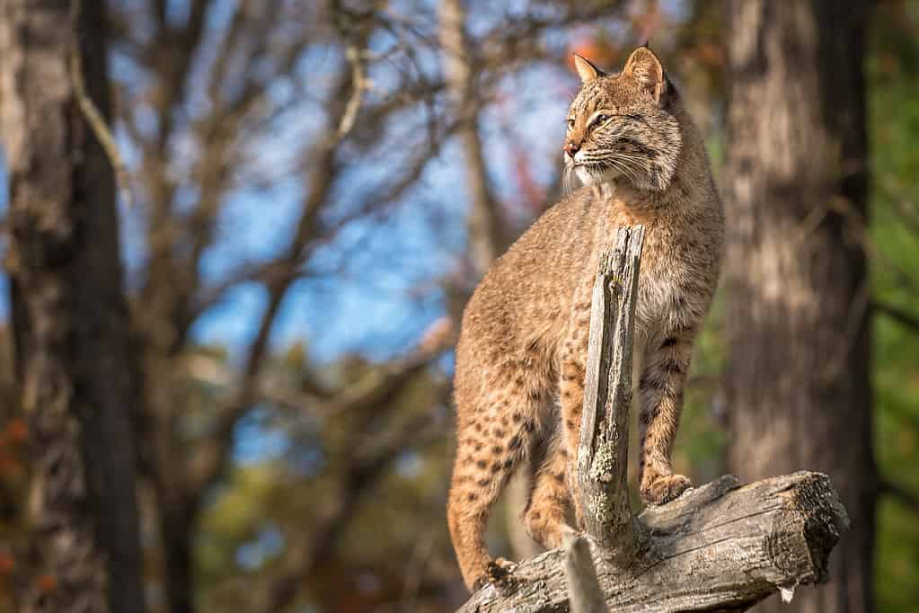 I gatti selvatici sono abili predatori