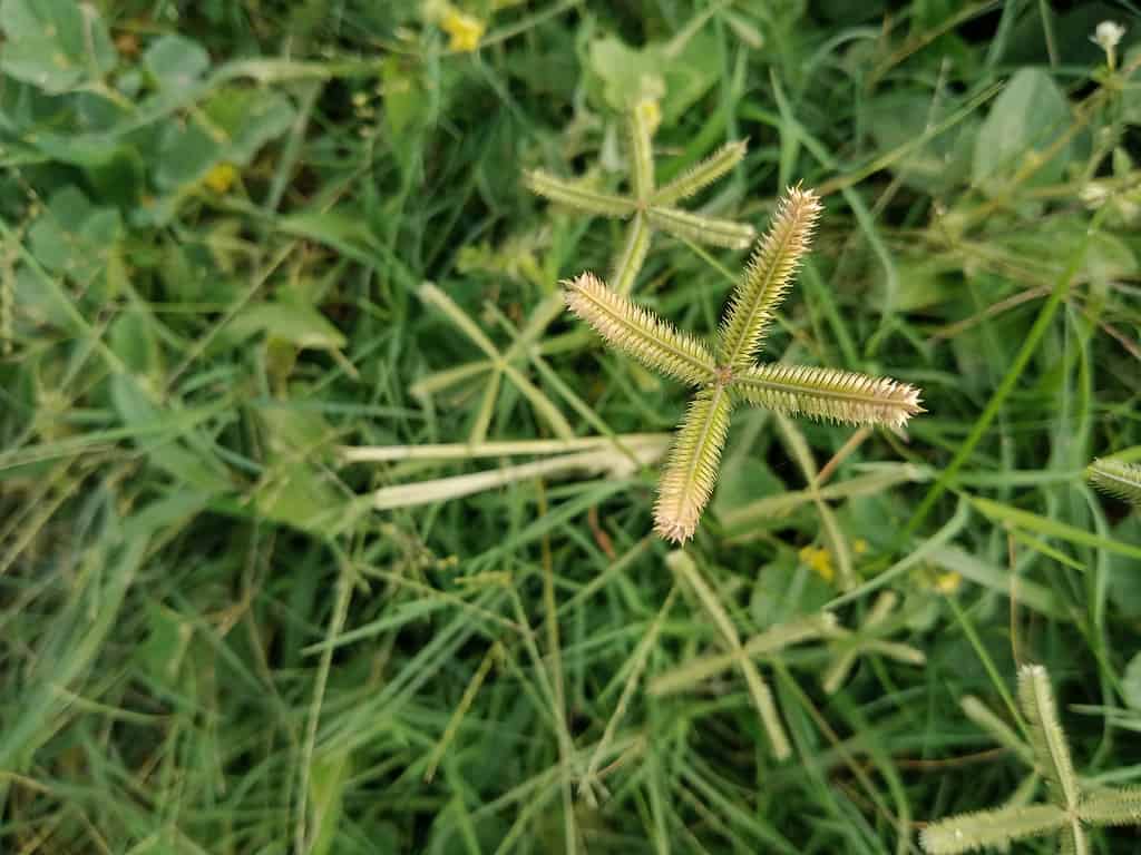 Erba egiziana
