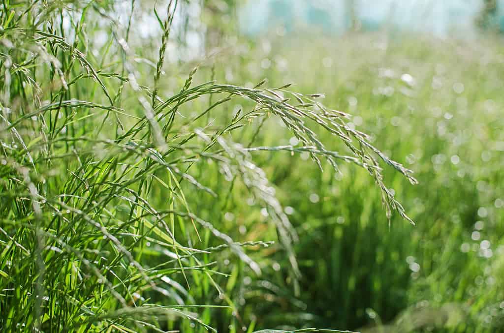 gramigna l'erba verde cresce all'aperto con la rugiada e uno sfondo limitato