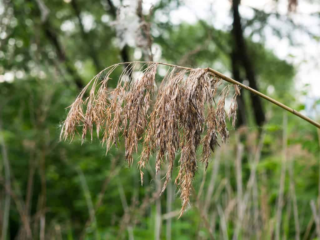 Sorgo halepense.  Johnsongrass.  Aleppograss