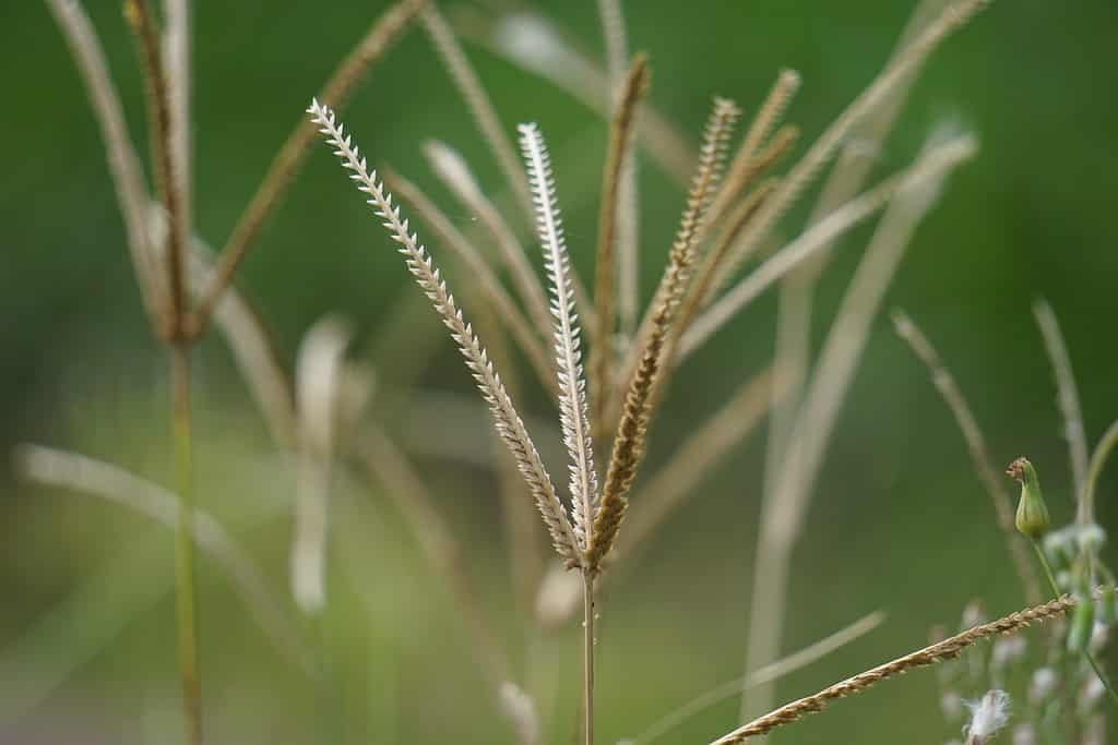 Eleusine indica (erba d'oca indiana, erba da giardino, erba d'oca, filo d'erba, erba del piede di corvo, lulangan).  Questa pianta è una specie di erba della famiglia delle Poaceae.  È una piccola erba annuale.