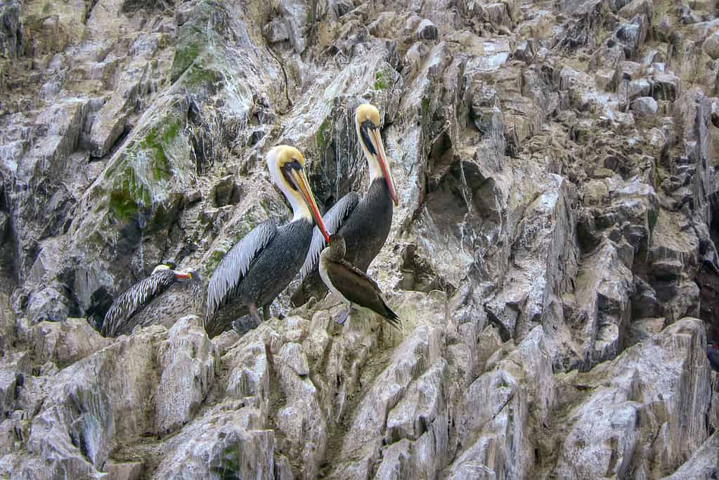 Pellicano peruviano Pelecanus thagus