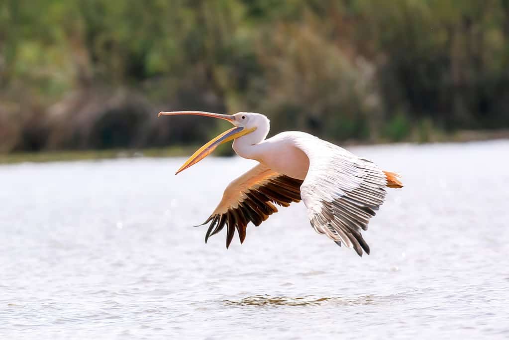 Grande pellicano bianco, Pelecanus onocrotalus