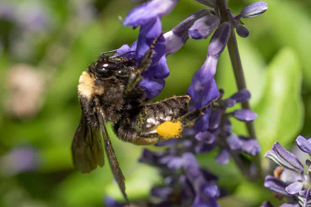 Bumblebee americano o di Sonora