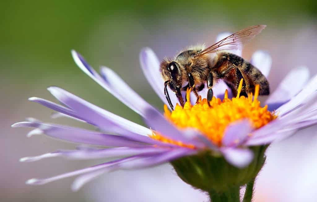 dettaglio dell'ape in latino Apis Mellifera, ape europea o occidentale seduta sul fiore viola o blu