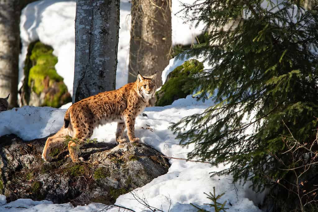 Una lince eurasiatica attraversa la neve nel Parco Nazionale della Foresta Bavarese.