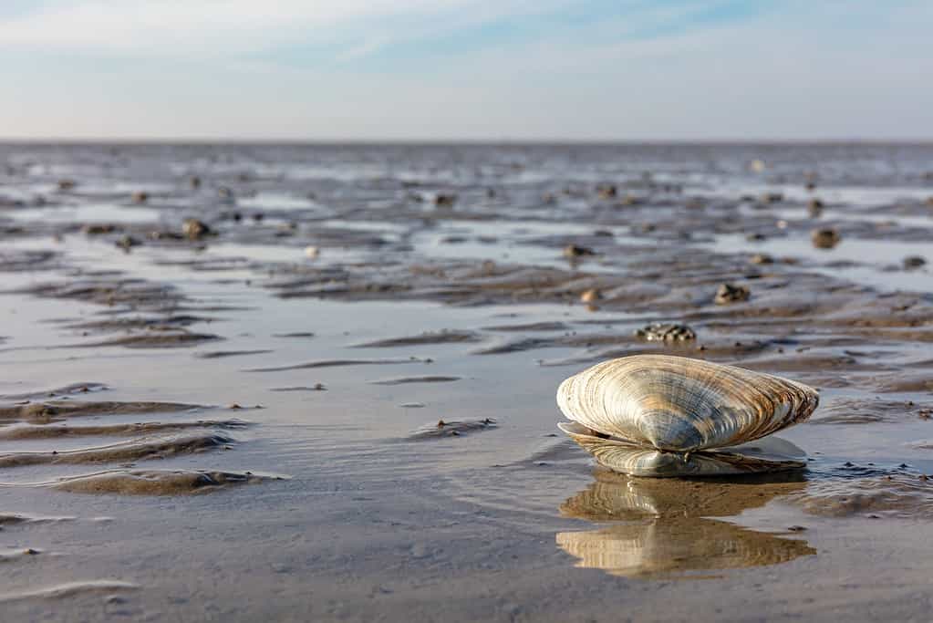 Una vongola sulle distese fangose ​​del mare di Wadden in Germania
