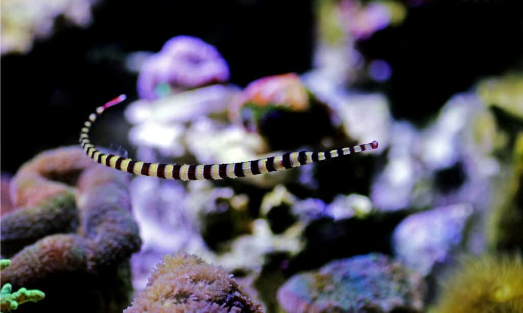 Pesce ago