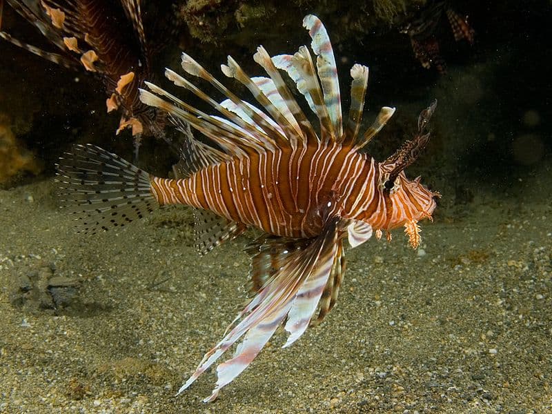 Pesce leone