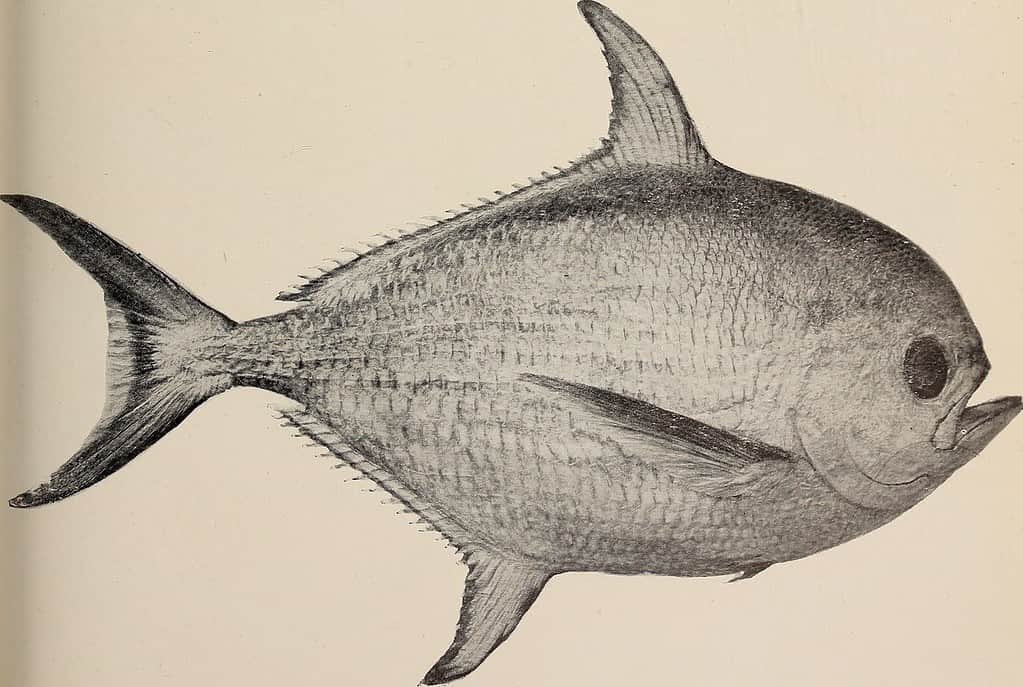 Pomodoro grosso