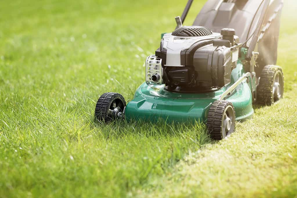 Falciare o tagliare l'erba alta con un tosaerba verde sotto il sole estivo