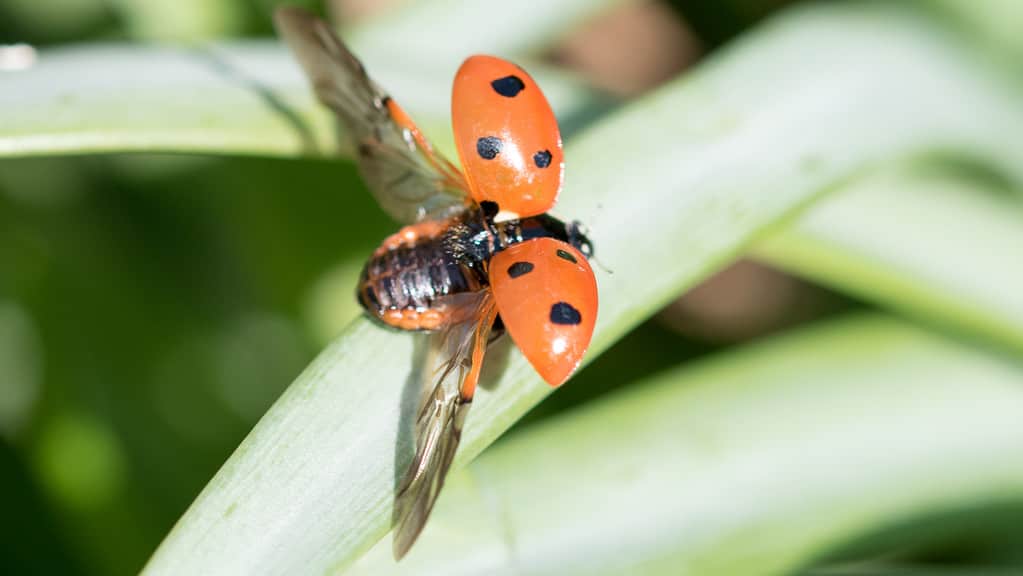 Una coccinella rossa su una foglia verde, che ha appena lanciato e spiegato le ali.