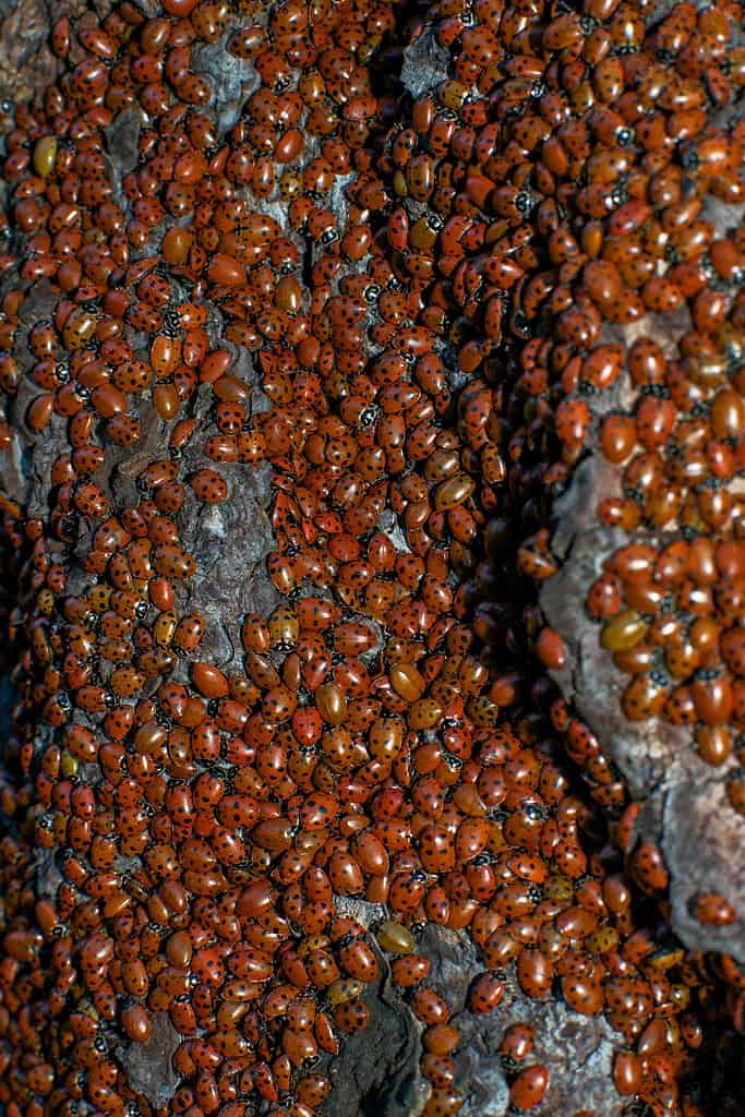 Le coccinelle si radunano in enormi sciami durante l'inverno in California, negli Stati Uniti