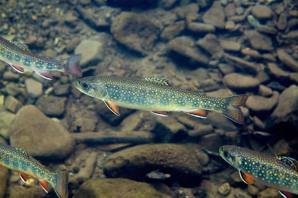 La trota di fiume richiede acqua pulita e fredda per prosperare.