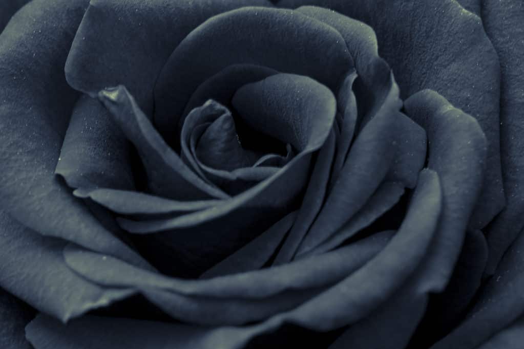 Un primo piano di una rosa nera