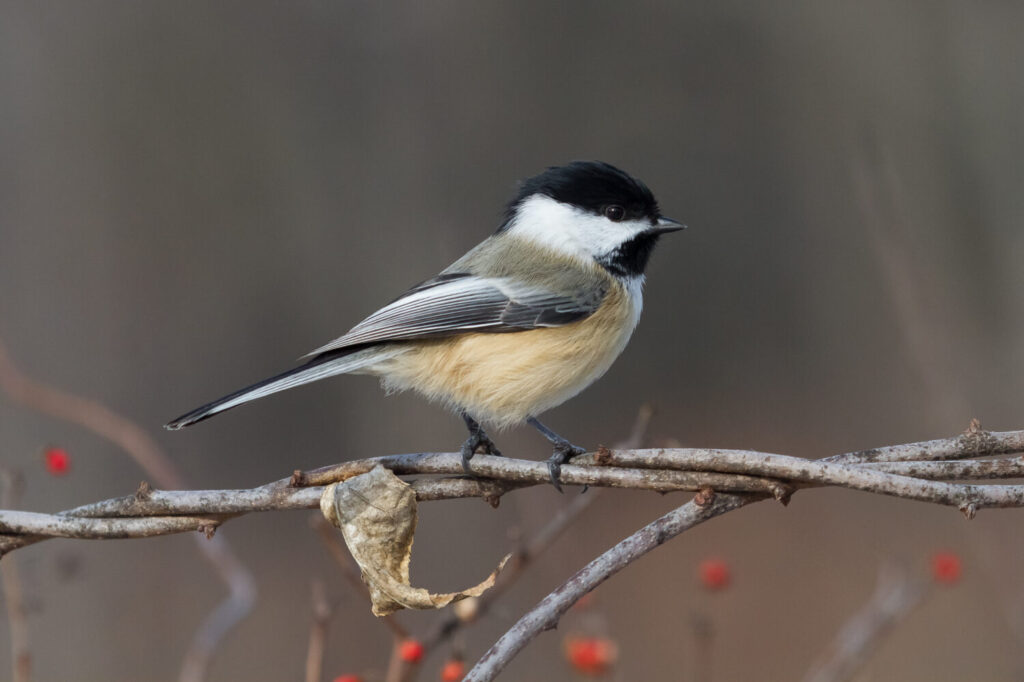Chickadee dal cappuccio nero