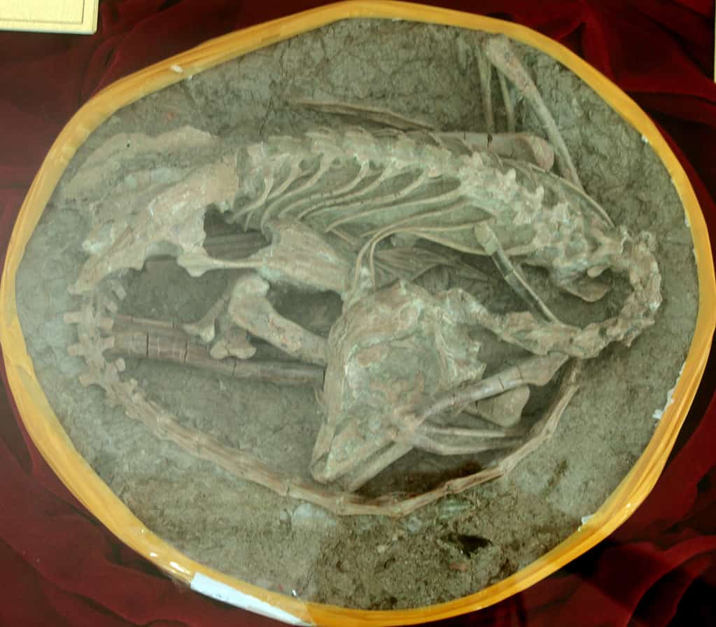 Mei lungo fossile di dinosauro