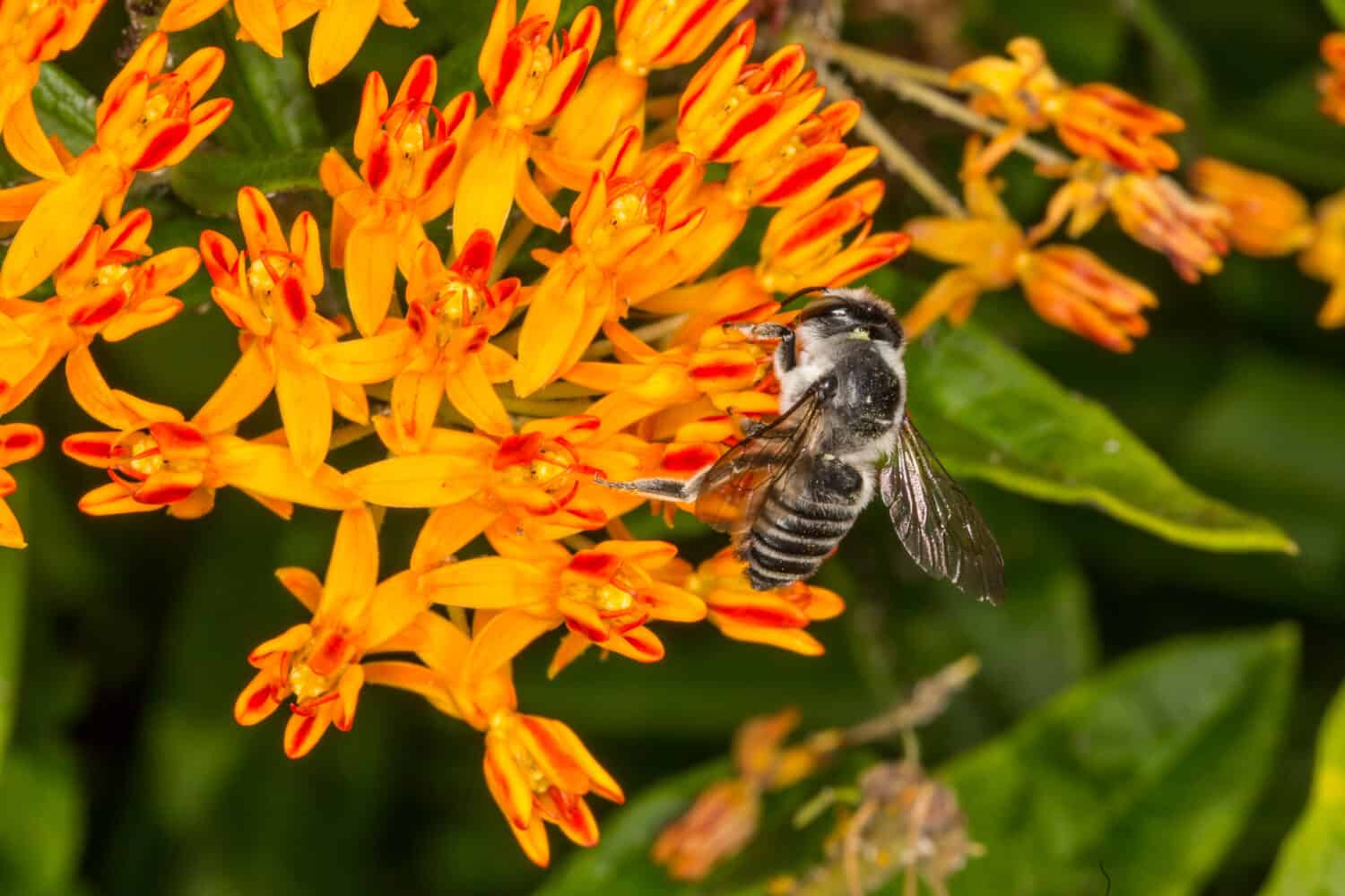 Ape tagliafoglie del Texas (Megachile texana) su Butterfly Weed (Asclepias tuberosa)