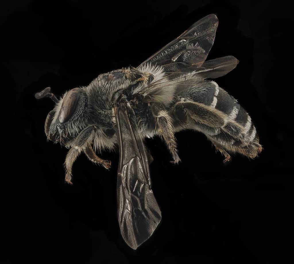 Colletes latitarsis, female