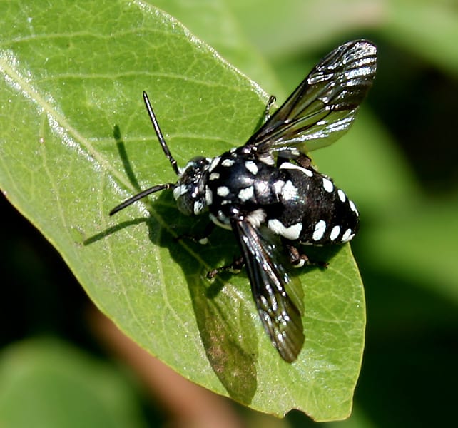 Cuckoo_Bee_Thyreus_species