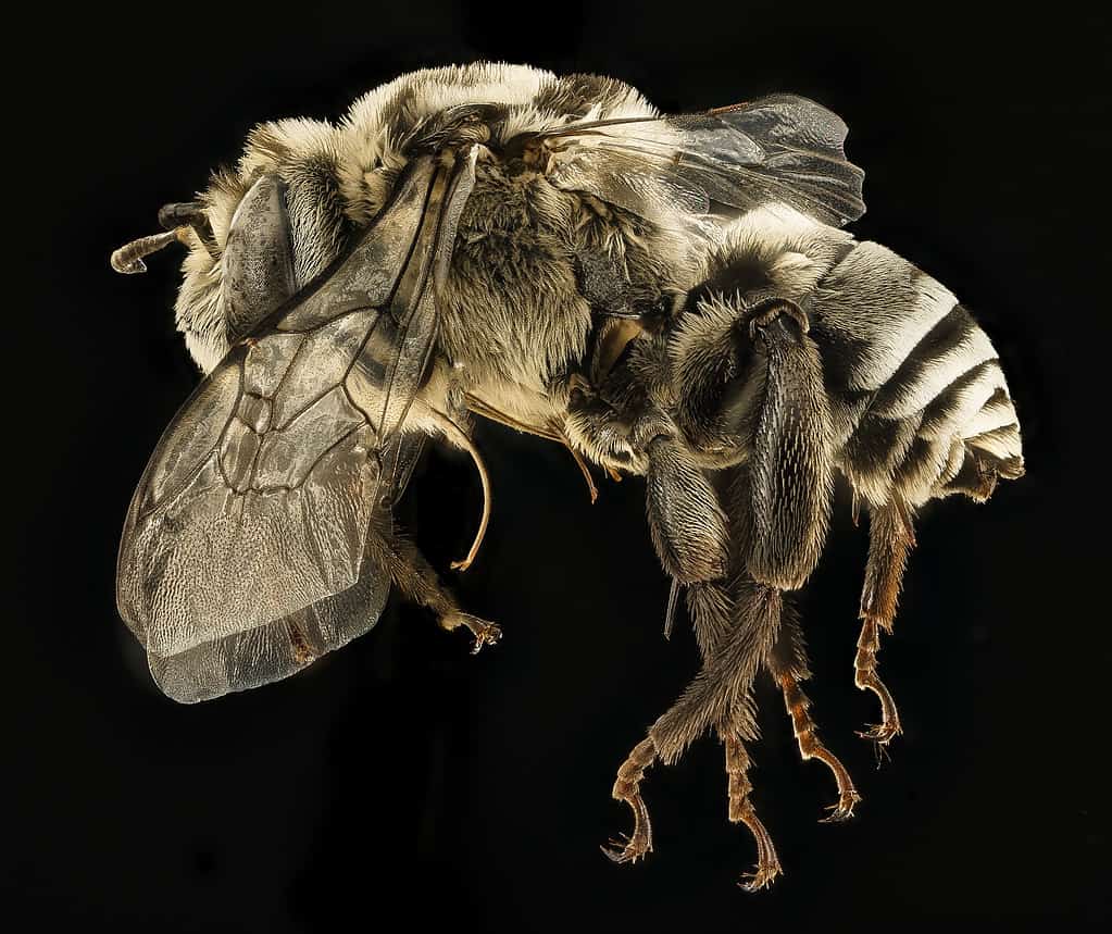 Melitoma taurea