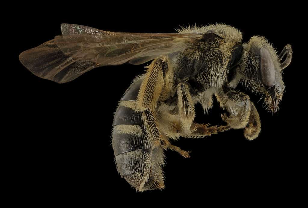 Lasioglosso coriaceo
