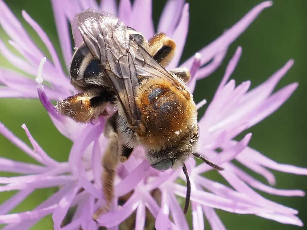 Tetraloniella_dentata