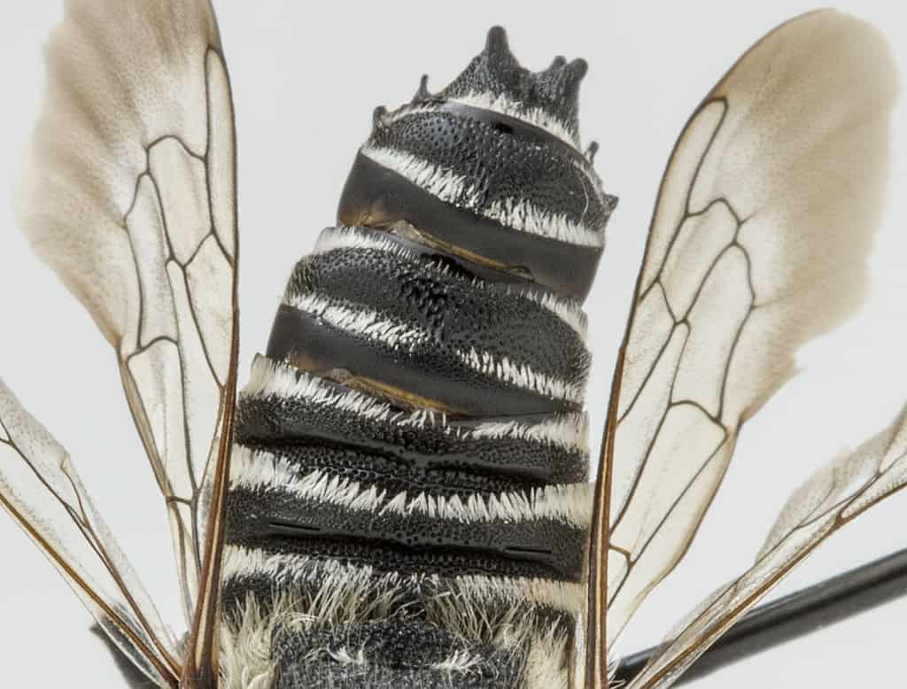 Coelioxys rufitarsis