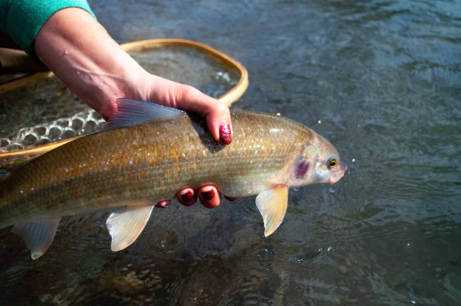 Il coregone delle montagne rocciose viene rilasciato di nuovo nel fiume in Alberta