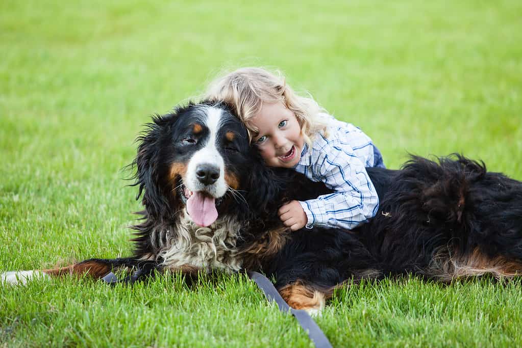 Bovaro bernese coccole