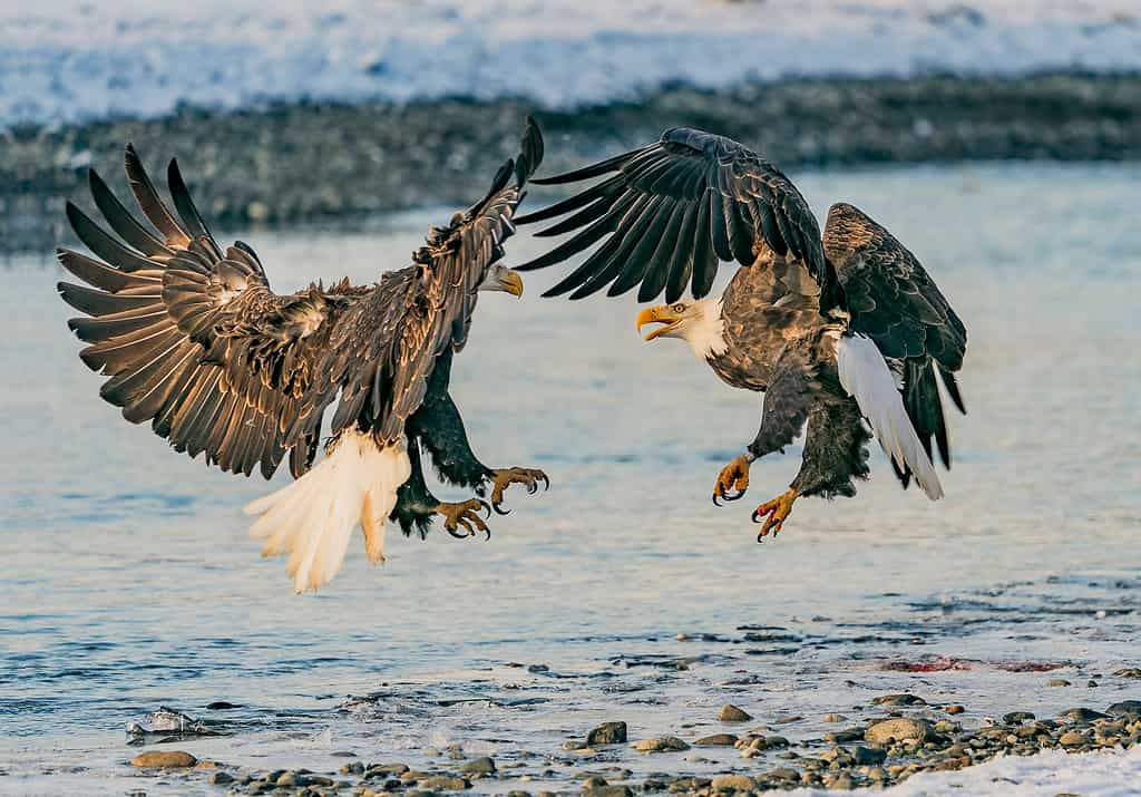 Due aquile calve si confrontano a mezz'aria durante una cena a base di salmone.  Riserva dell'aquila calva del fiume Chilkat, Haines, Alaska.
