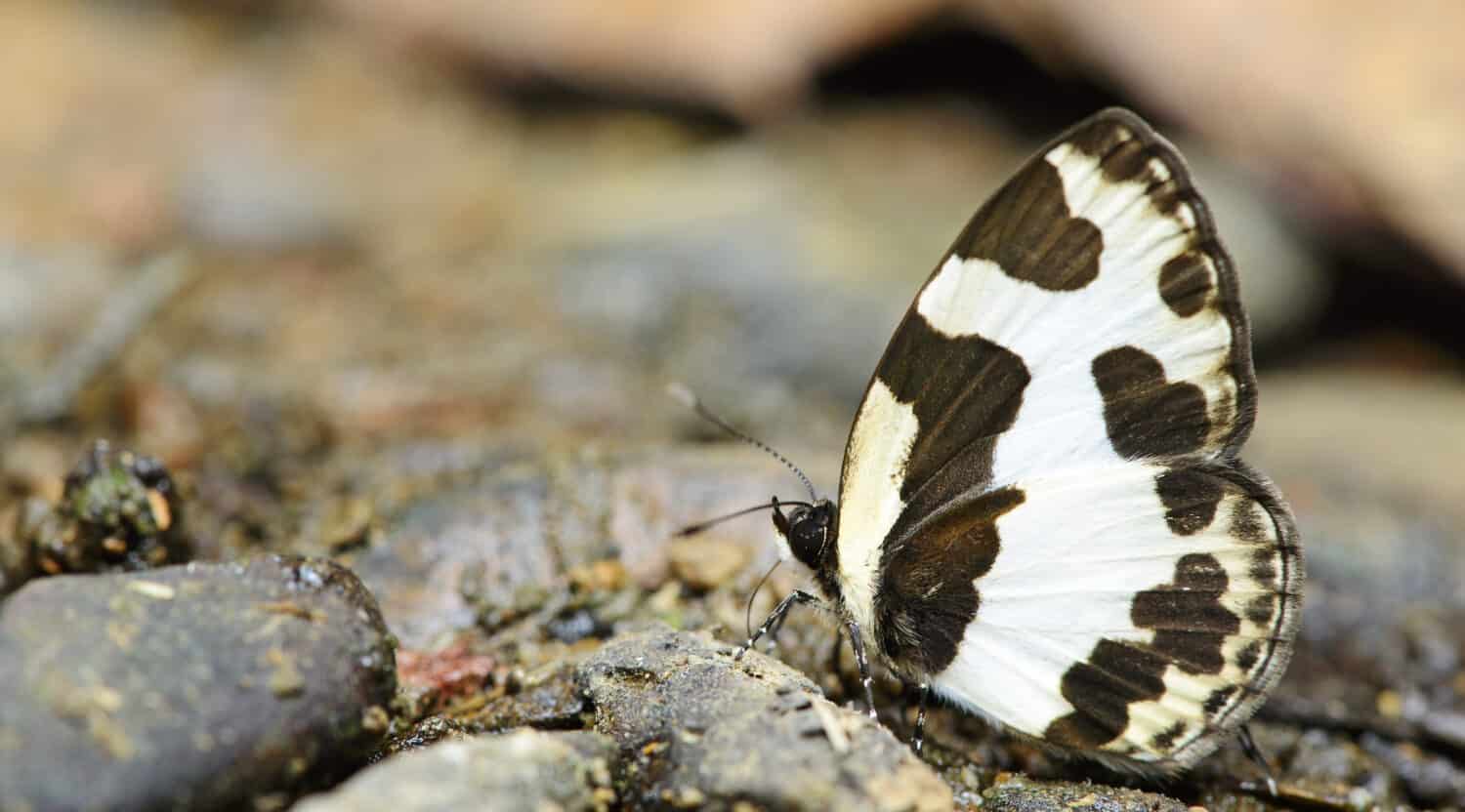 Farfalla, le farfalle si nutrono delle rocce, Pierrot a gomito ( Caleta elna )