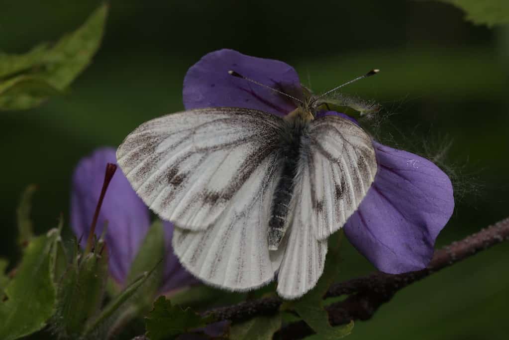Pieris_angelika