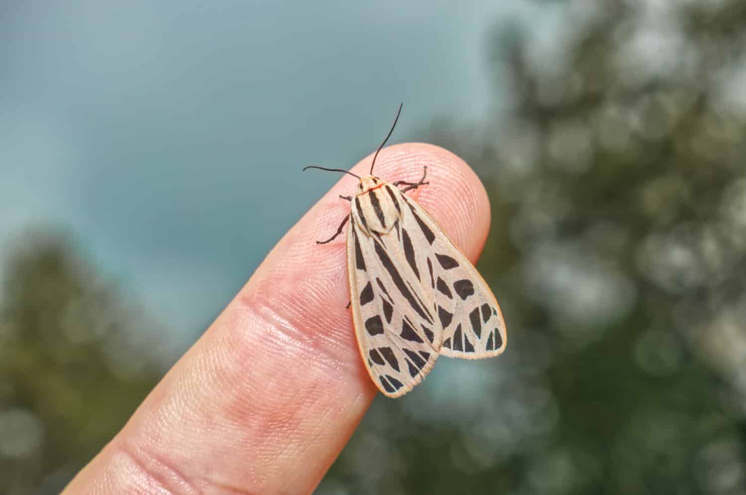 Grammia arge, la grande falena tigre, è una falena della famiglia Erebidae falena sul dito umano che mostra piccole dimensioni e interazione con la fauna selvatica