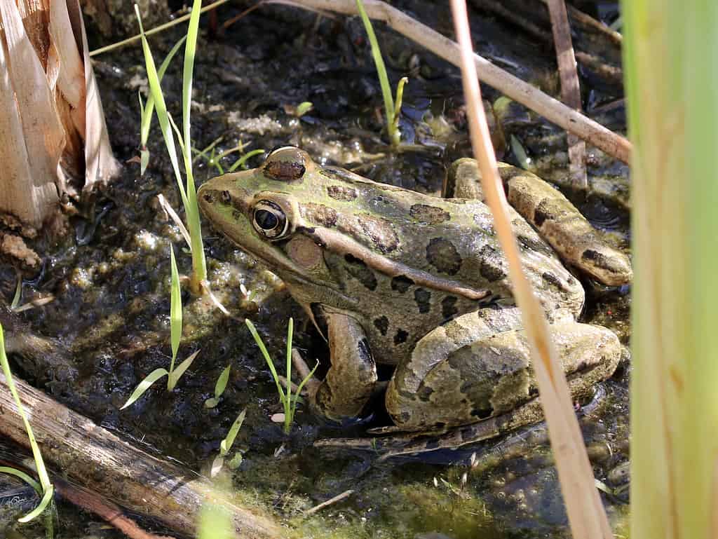 Rana leopardo del Rio Grande - Lithobates berlandieri