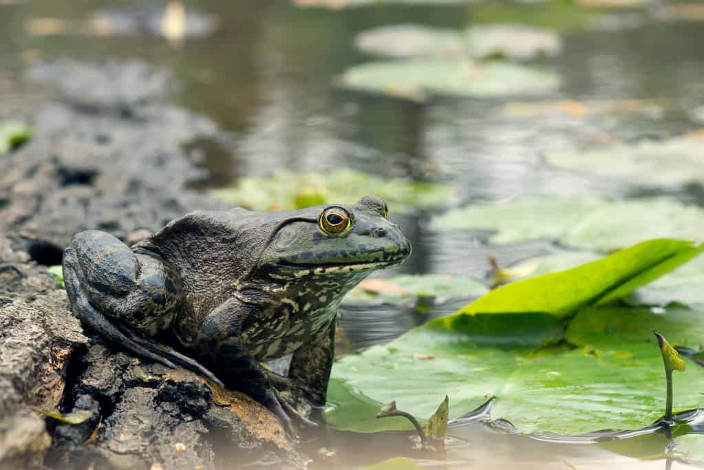 Rana leopardata (Rana pipiens) su un tronco in uno stagno e ninfee